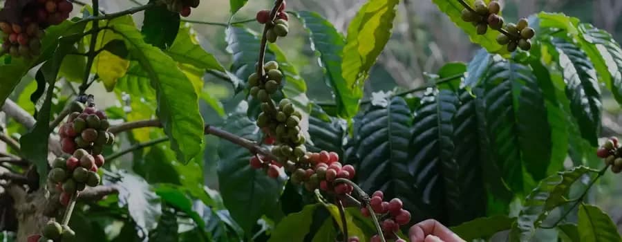 A picker selecting ripe cherries by hand in Ethiopia