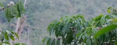 Coffee trees on the slopes of the Ijen highlands, East Java