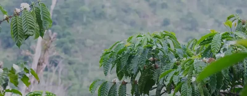 Coffee trees on the slopes of the Ijen highlands, East Java