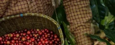 Ripe coffee cherries in a woven basket at Kevenka Farms, Indonesia