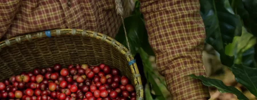 Ripe coffee cherries in a woven basket at Kevenka Farms, Indonesia